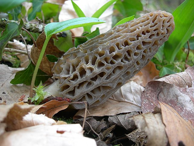 Il Tempo delle Morchelle